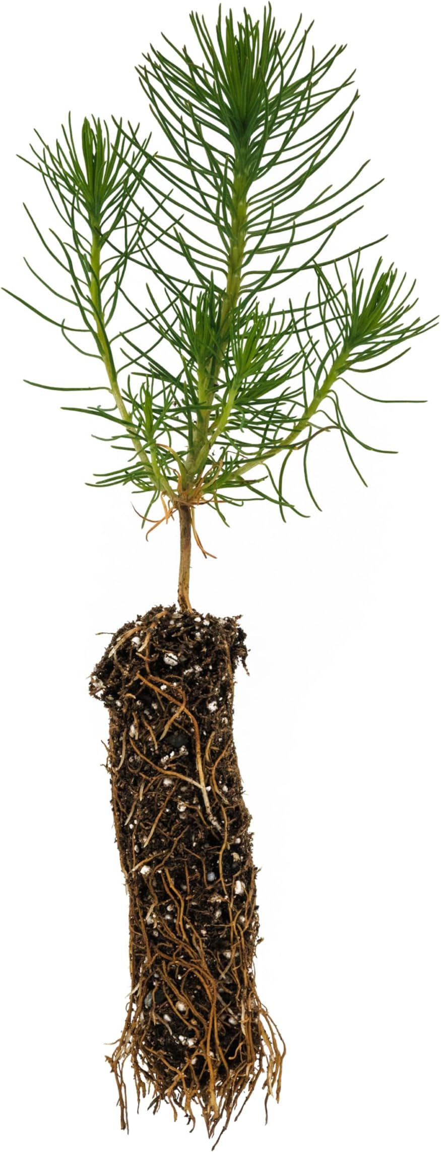 Shore Pine | Small Tree Seedling | The Jonsteen Company