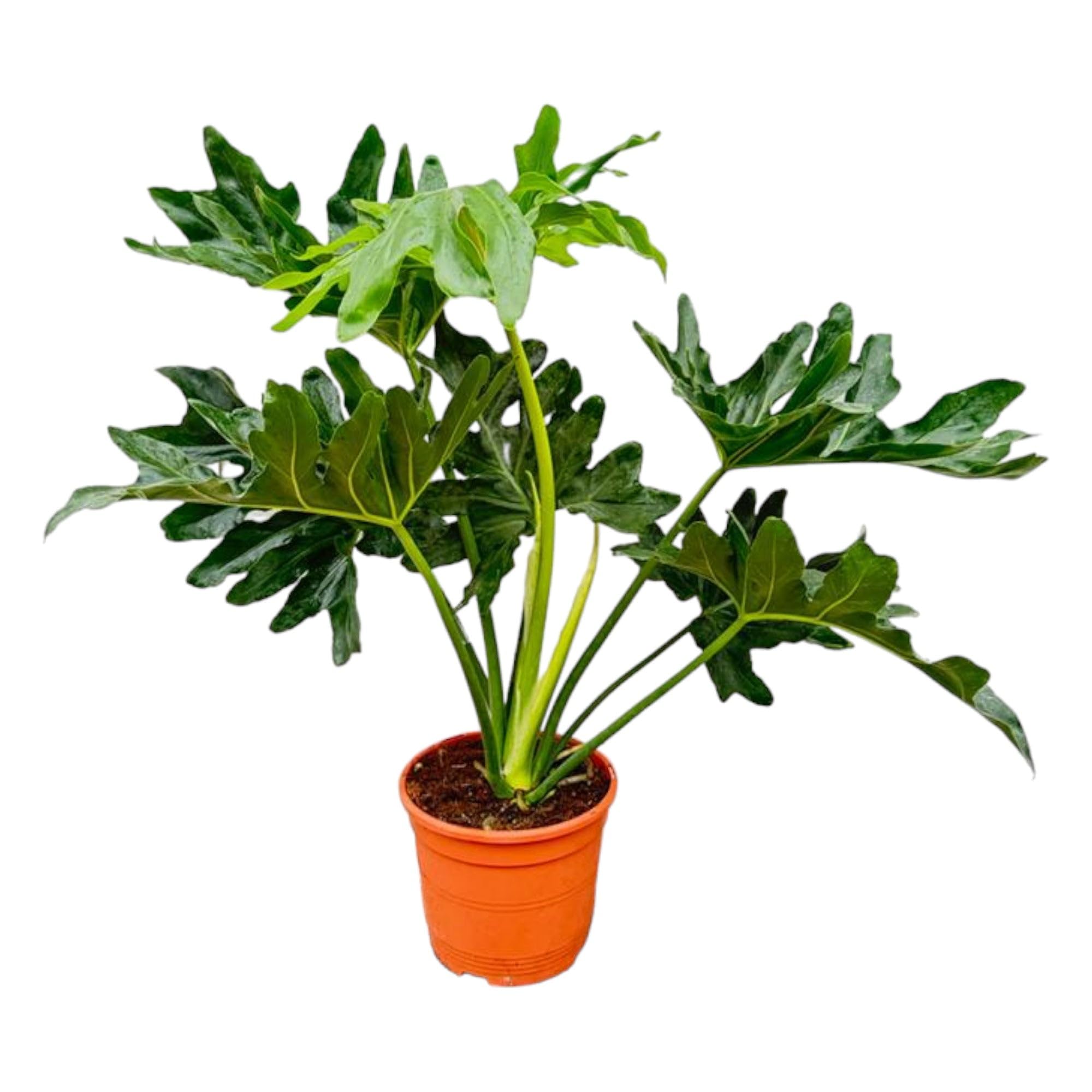 red imperial philodendron Philodendron 'Imperial Red'  Foliage Factory