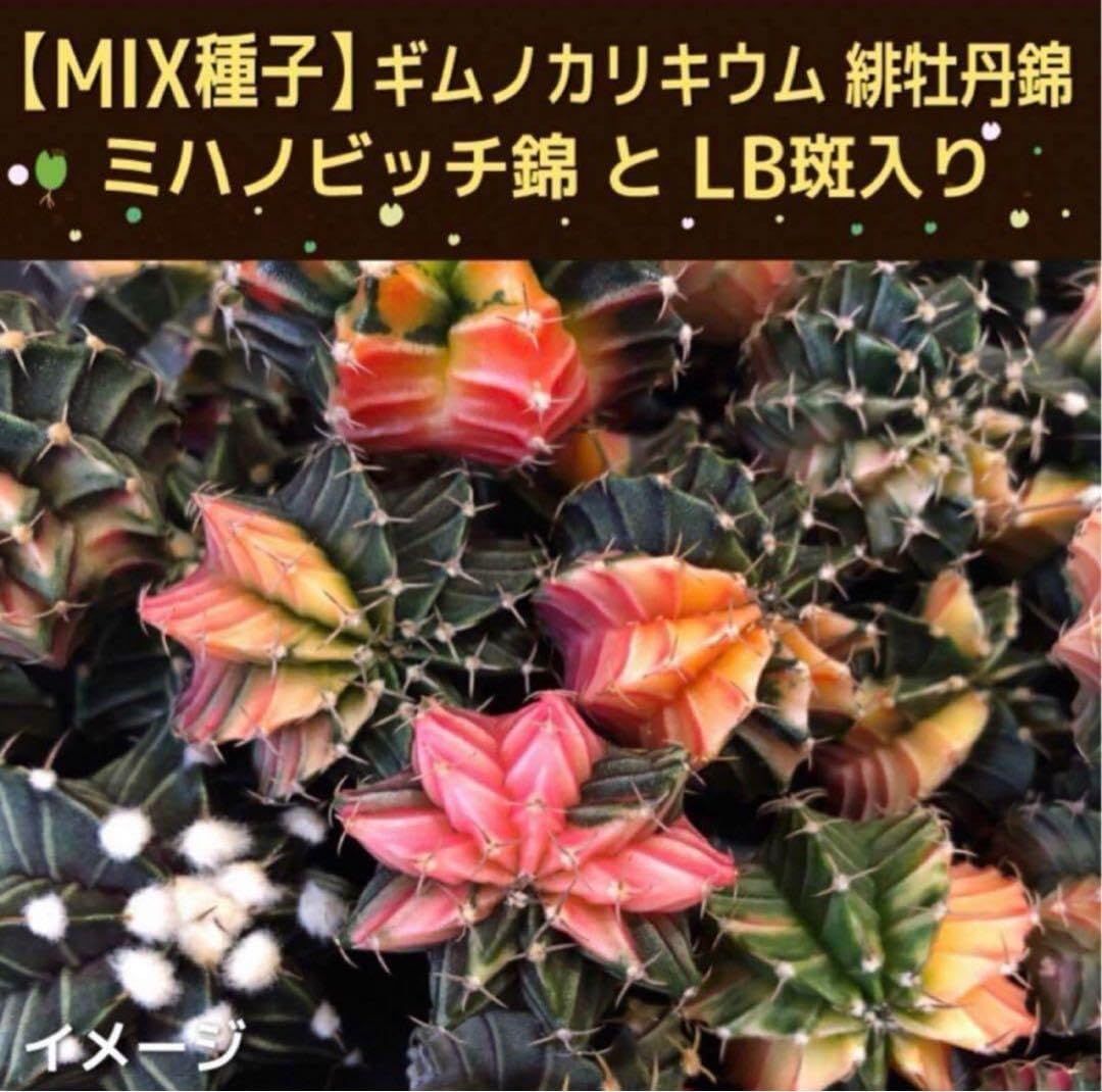 Amazon.co.jp: 種子 ギムノカリキウム ミハノビッチ 緋牡丹錦 サボ 100