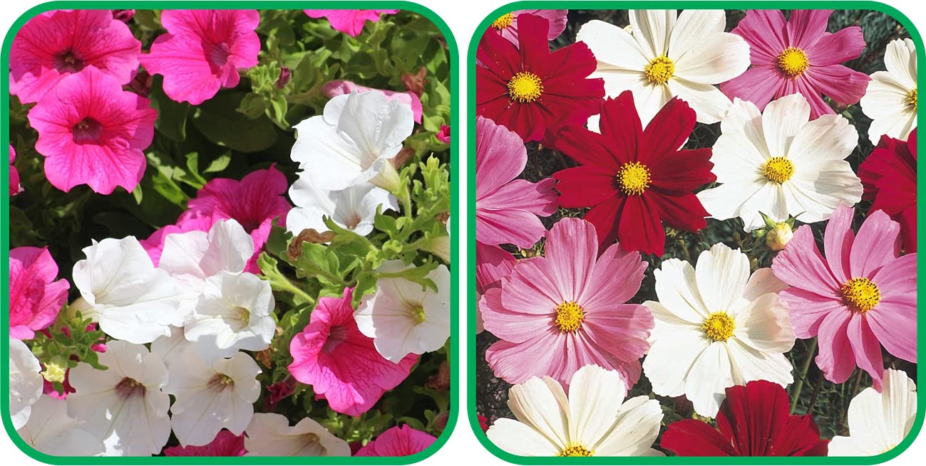 See full amazon price history chart for Aero Seeds Cosmos Mix Color And Petunia Mix ColorFlower Seeds Pack (50 Seeds In Each Packet) Aero Seeds Cosmos Mix Color And Petunia Mix ColorFlower Seeds Pack (50 Seeds In Each Packet) (B0989X3KCJ) Amazon Price History, Amazon Price Tracker