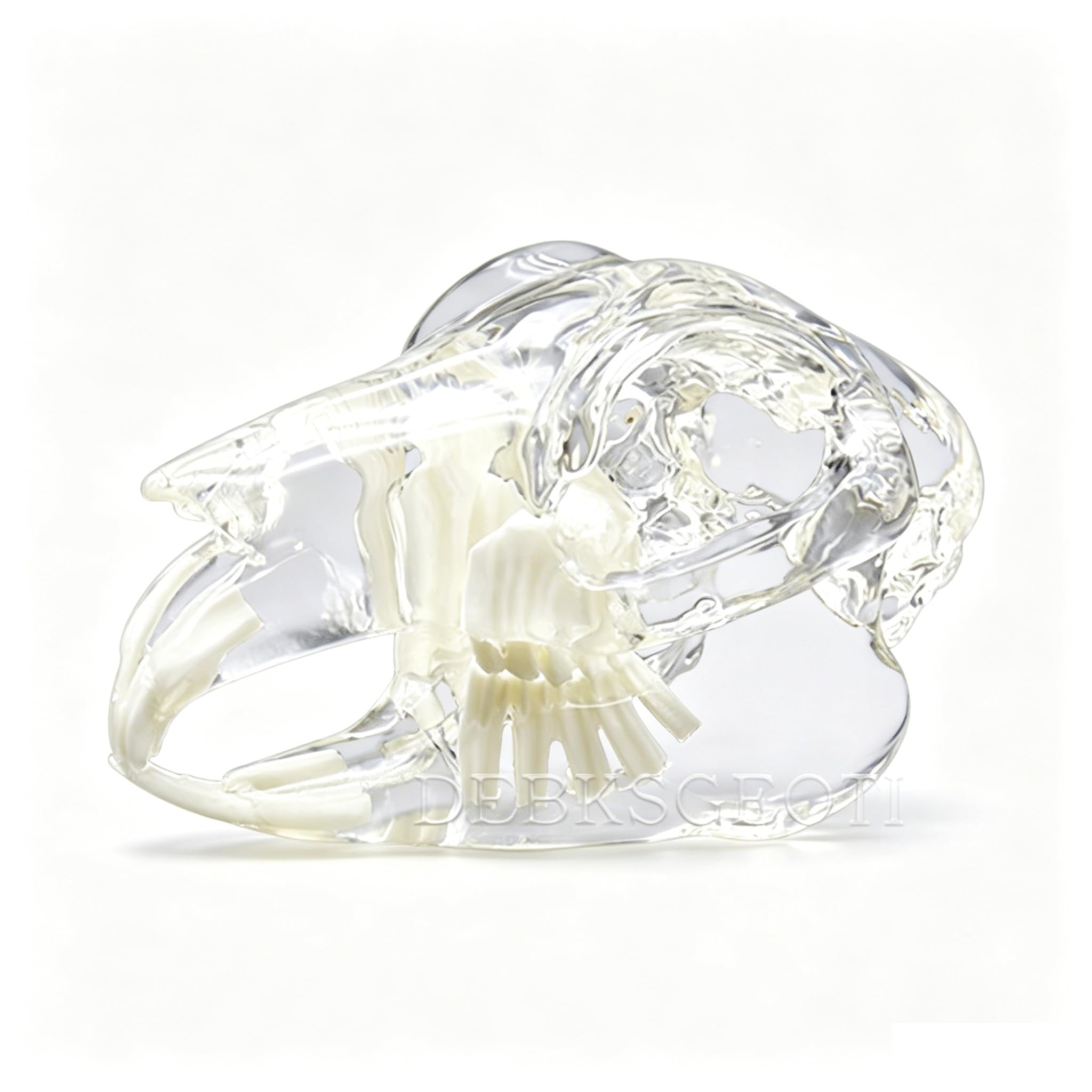 Dental Rabbit Typodont Teeth Model Skull Oral Clear Pet Clinic Anatomical Tooth Jaw for Canine Veterinary Office Education Decoration Demonstrate (Rabbit Teeth Model)