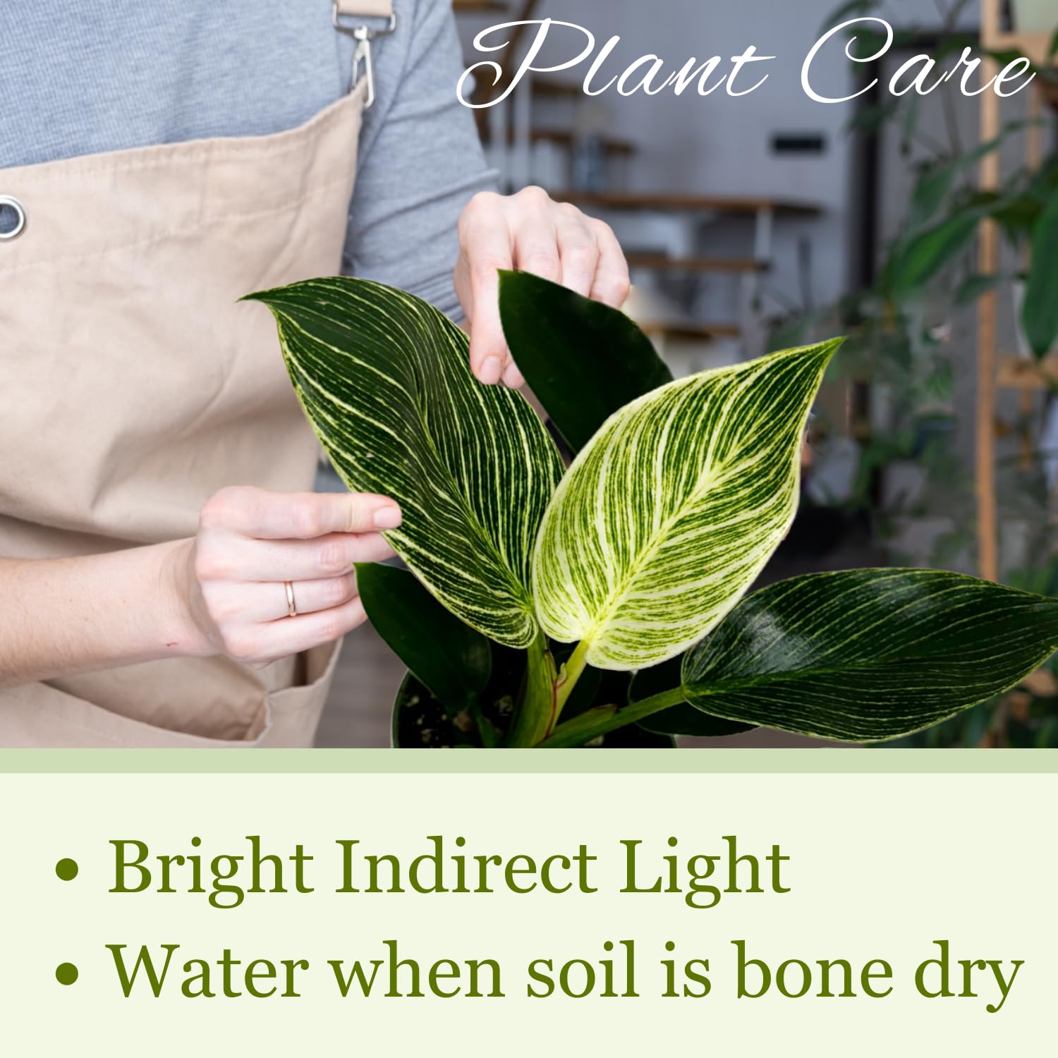 peace lily planter American Plant Exchange Spathiphyllum Peace Lily Live Plant, Easy Care Flowering Houseplant, 6-Inch White Deco Pot, 15-24 Inches Tall, Low Light,