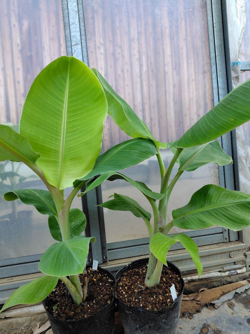 90cm糖度モンスター 巨大・バナナ・苗=美味世界2位?ドワーフナムワ