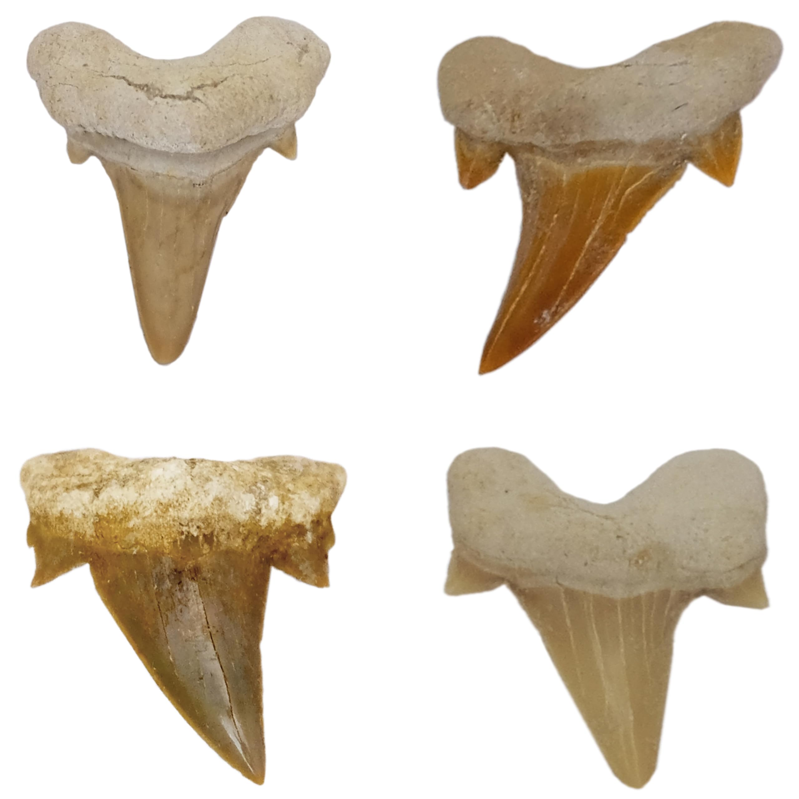 Idea regalo: fossili preistorici fossilizzati: denti di squalo naturali non trattati (set di 4 unità), pietra