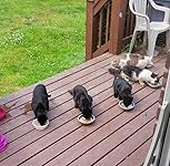 Review Image by Meow