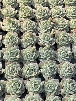 ⭐️新品同様⭐️ビレロイ＆ボッホ　エンジェルオルゴール（サイレント　ナイト） Amazon.co.jp: 105 Seedlings Set S82-6 Silent Night Succulent