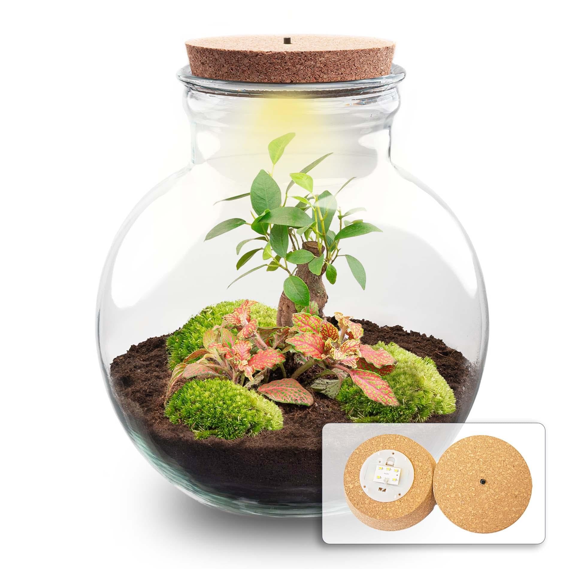 Jardinière en bouteille - Kit de bricolage - Bonsaï - Terrarium Ø 25 cm x H 26,5 cm - Terrarium à faire soi-même - Mini écosystème autonome - Pour la maison et le bureau
