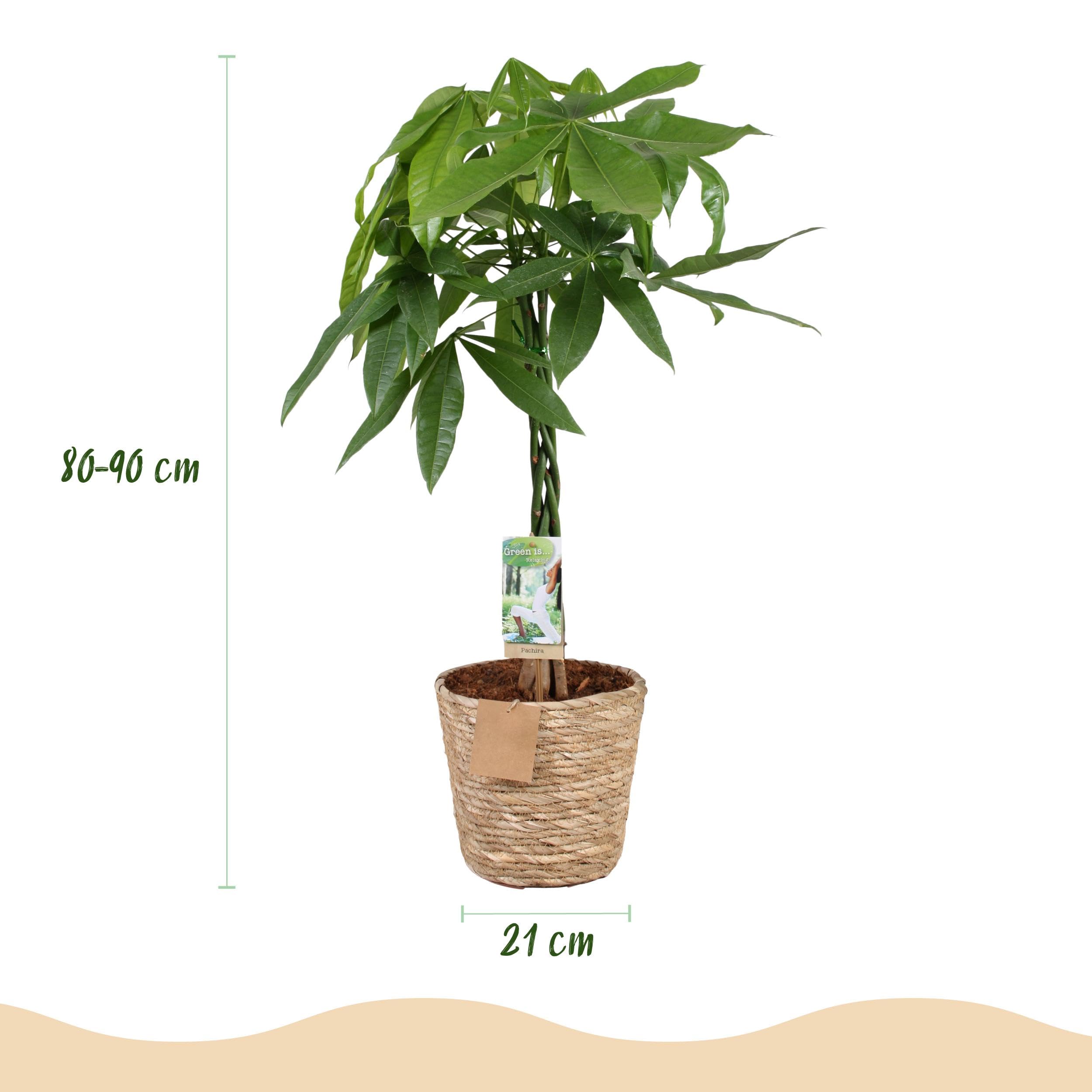 Pachira Aquatica geflochtener Stamm - Geldbaum - Pflegeleicht - mit Korb - Grün - 80-90cm - Ø21cm - Zimmerpflanze - Immergrün