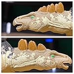 Review Image by PaleoCollector PaleoCollector