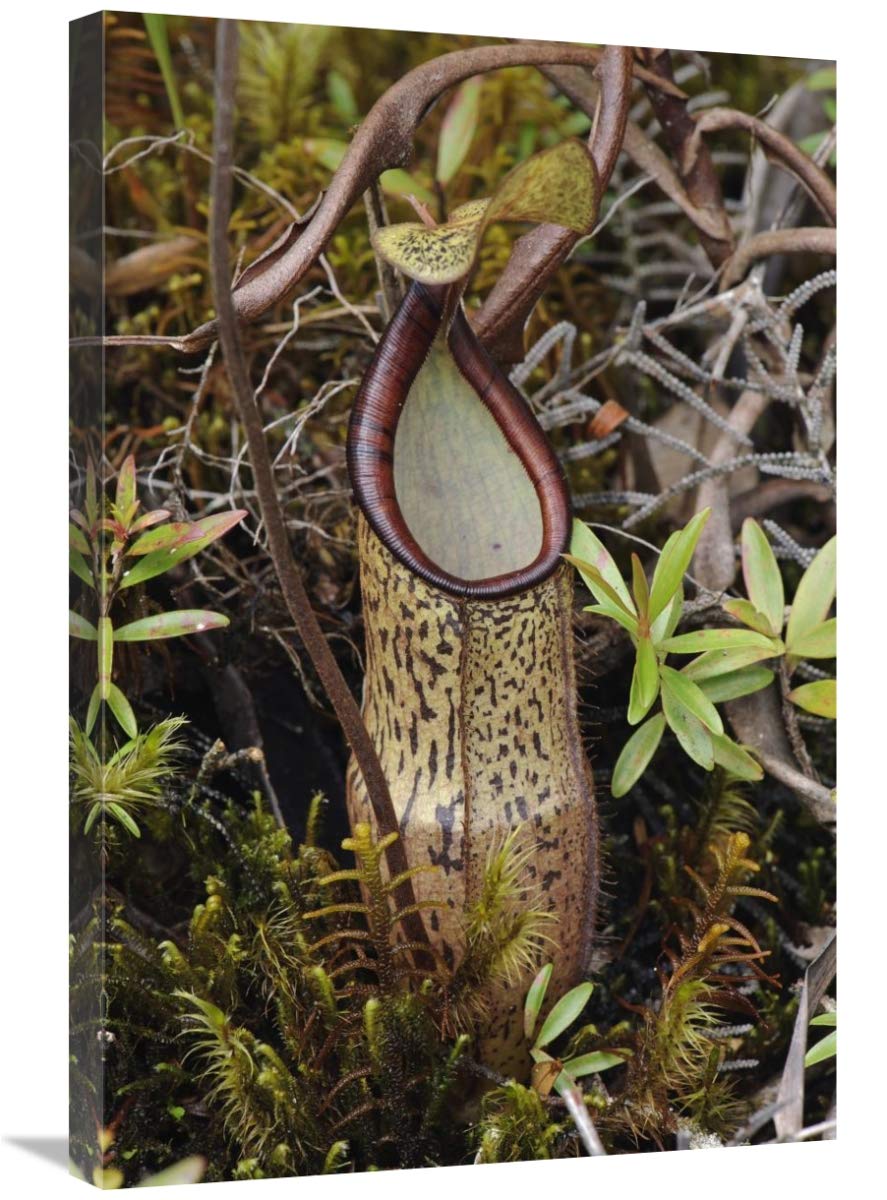 20 x 30 in. Pitcher Plant Pitcher, Kelantan, Malaysia Art Print - Chien Lee