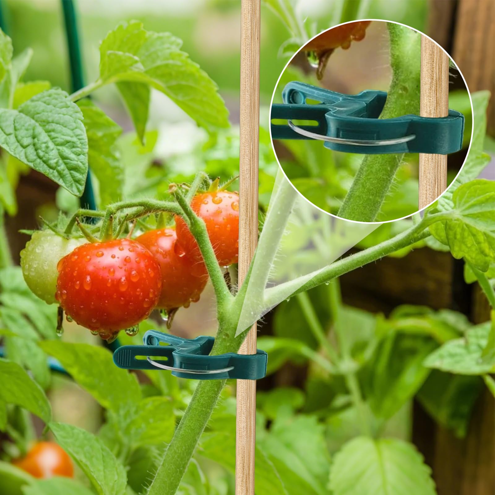 Attache Plante, Pince Attache Tomate, Clip de Support pour Plante, Clips Plantes Grimpantes, Attaches Tomates Clips Réutilisable pour Fixer et Soutenir Plantes, Légumes, Fleurs et Fruits (60PCS)