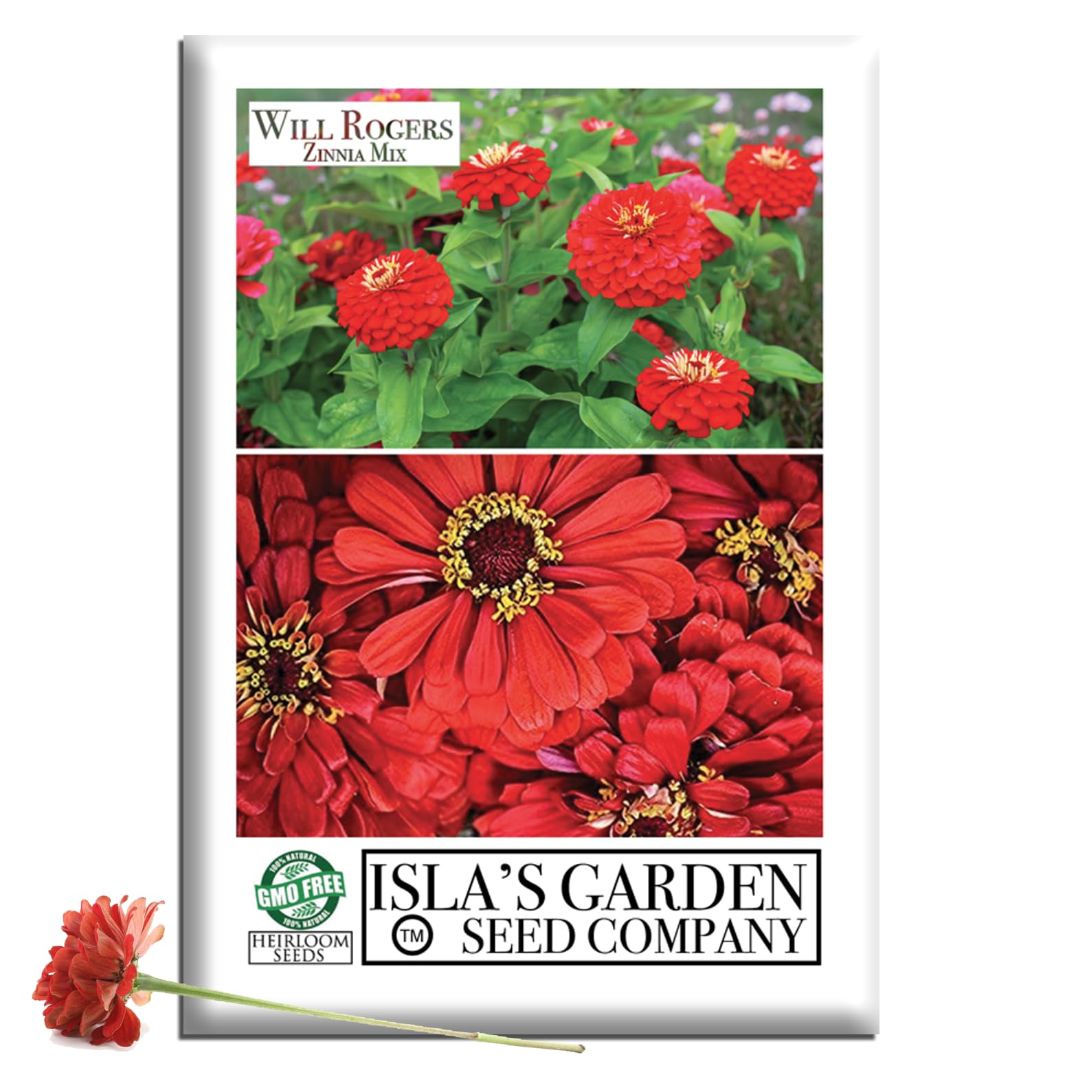 Amazon.com : Will Rogers Red Zinnia Seeds (Zinnia elegans) – 100+