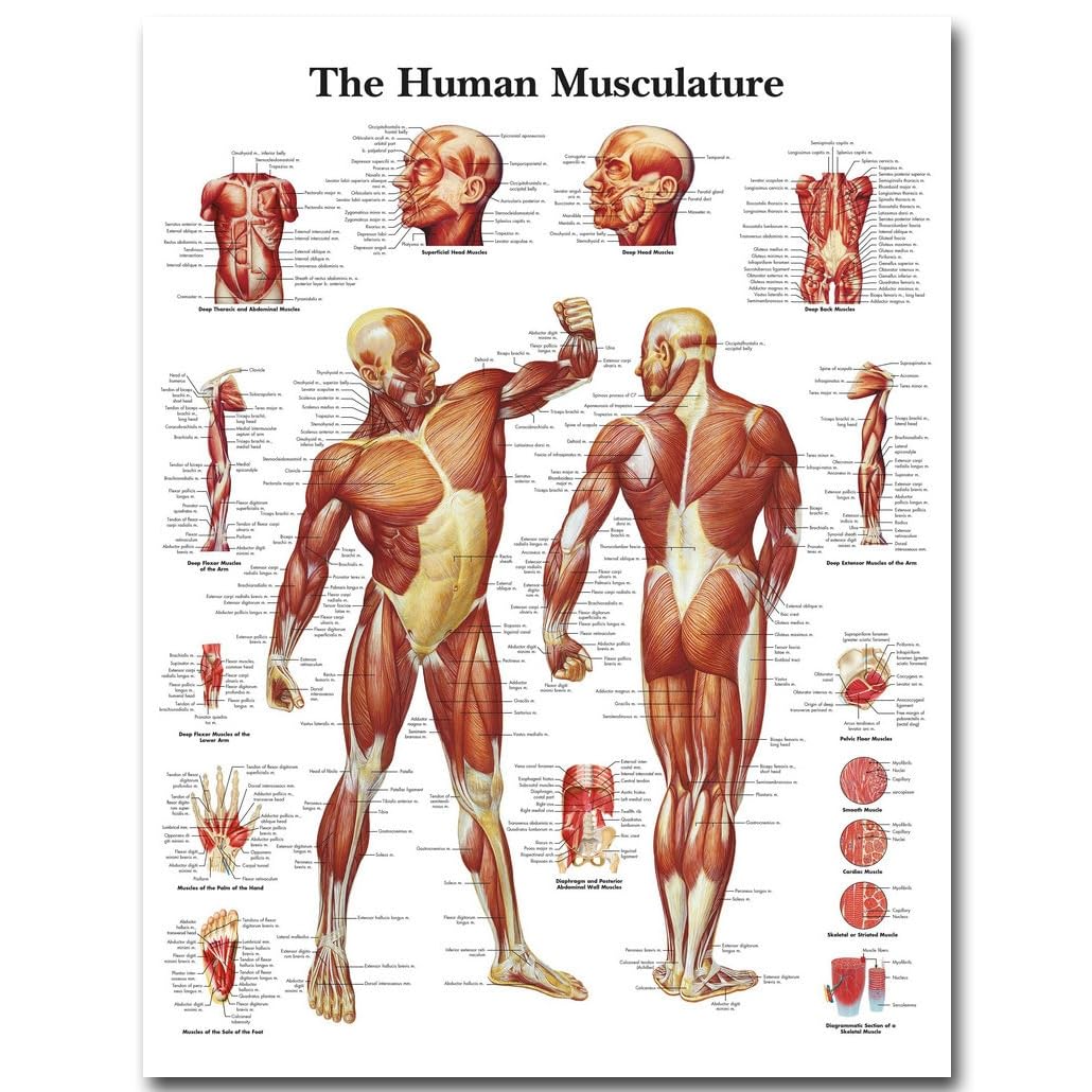 GatherTOOL 1PC Human Anatomy Muscles System Art Poster Print Body Map Silk Painting Wall Pictures for Medical Education Office Home Decoration (Color : 77, Size : 80x120cm No Frame)