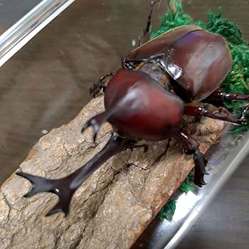 角極太野生標本超特大レッドカブトムシ82mm頭角19.3mm胸角5.7mmぐらい 角極太野生標本超特大レッドカブトムシ82mm頭角19.3mm胸角5.7mm