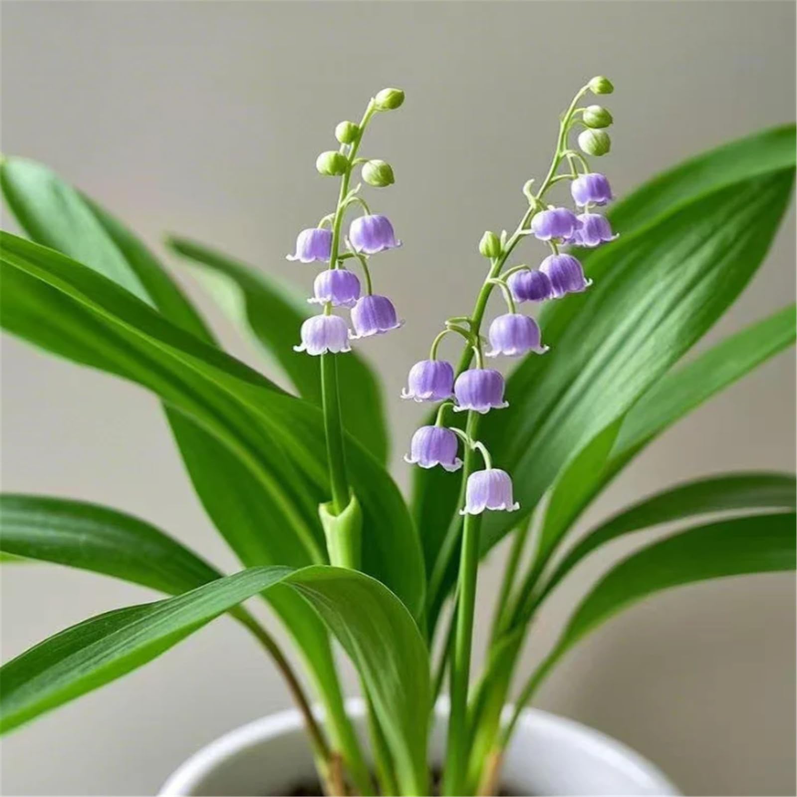 Hardy Perennial,Lily of The Valley Plants UK, Excellent Display-20bulbs-C