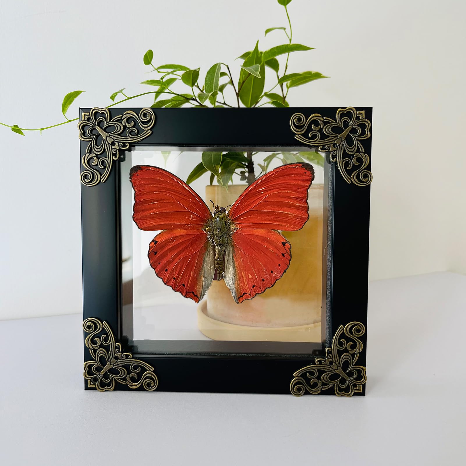 【G5943】COSMIC BUTTERFLY/DOOSYCOOKIE Amazon.com - Insect Display Case, Insect Display Box