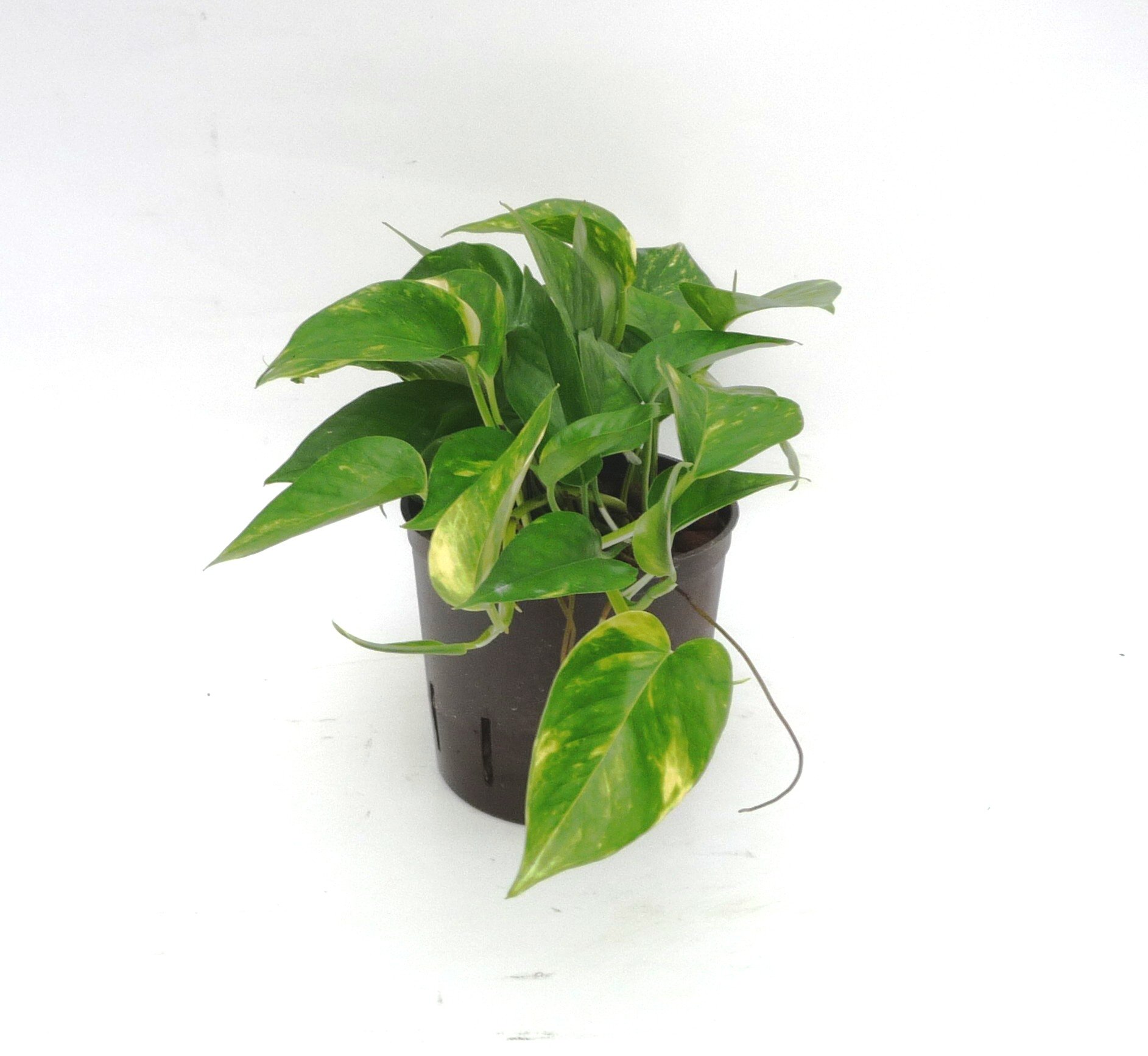 Efeutute, Epipremnum aureum, Zimmerpflanze in Hydrokultur, 13/12er  Kulturtopf, 18 - 25 cm : Amazon.de: Garten