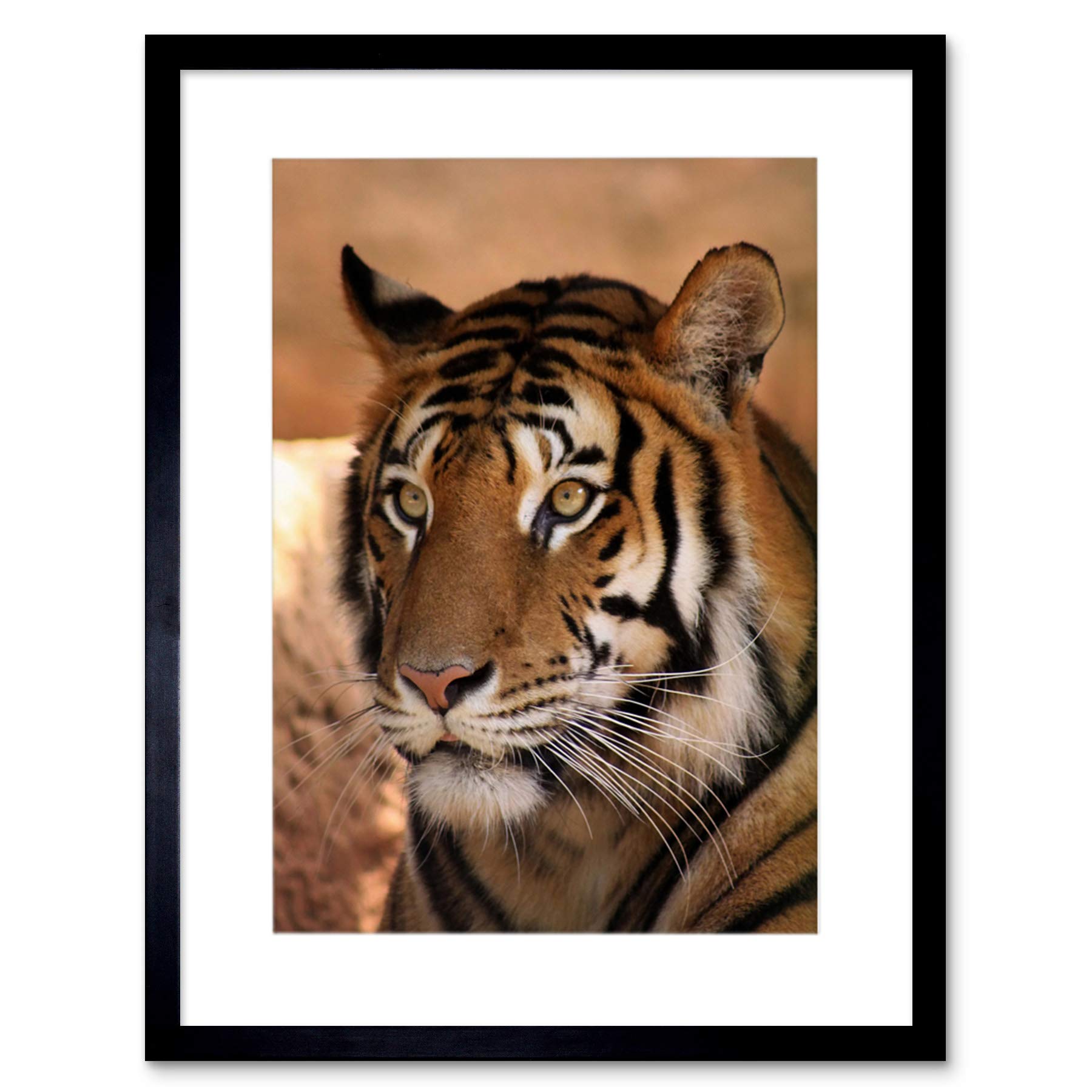 Wee Blue Coo Tiger Animal Nature Cat Art Framed Wall Art Print