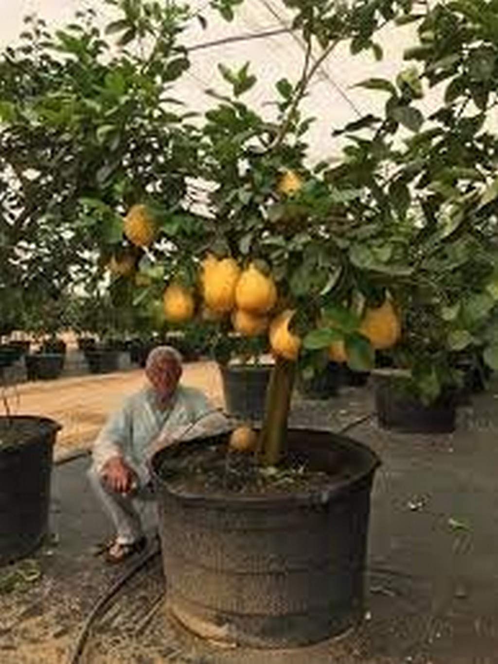 Creative Farmer Live Fruit Plant Large Lemon (Big) Juicy Garden Plant(1 Healthy Live Plant)
