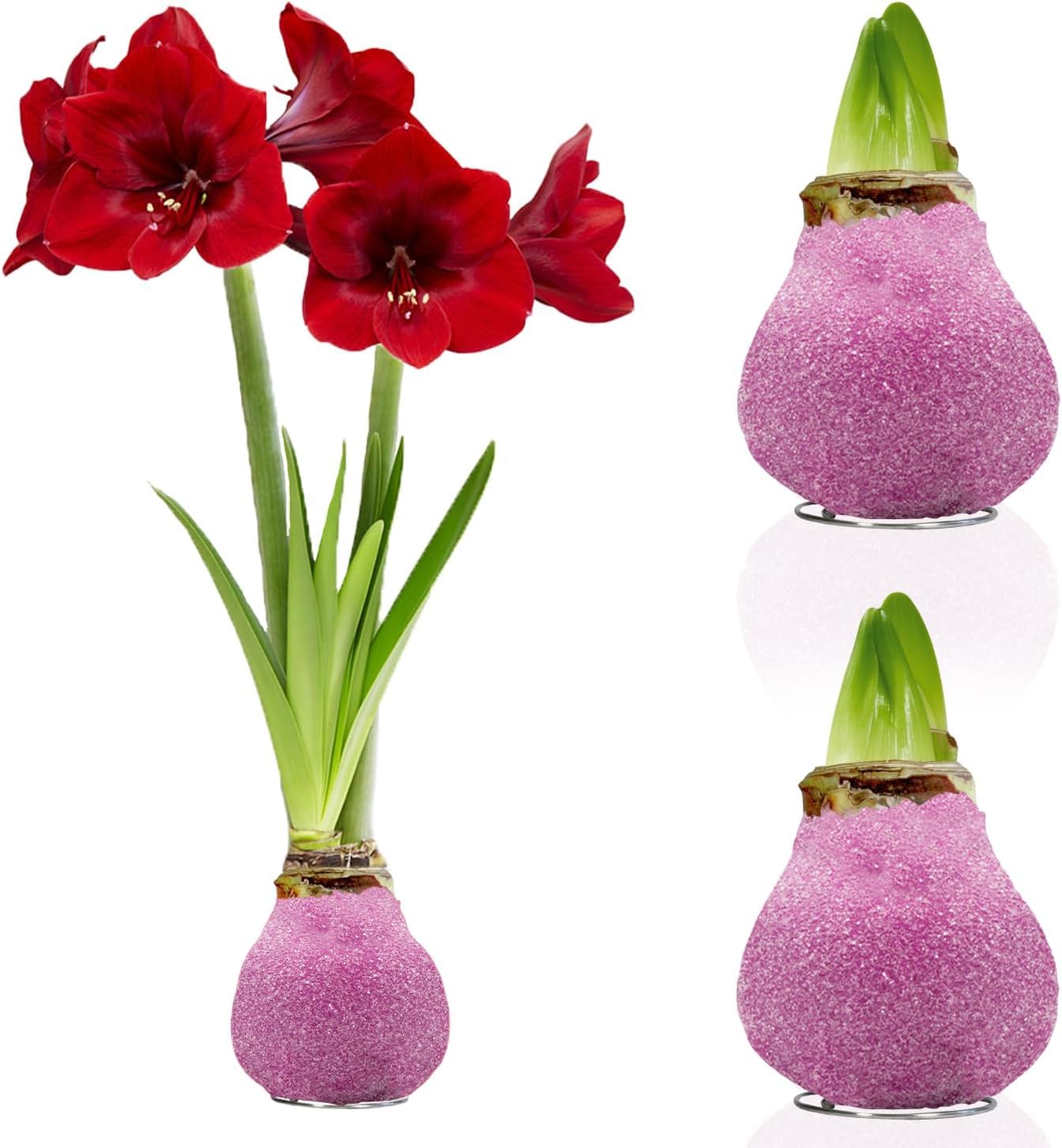 Amaryllis Bulbe Paillettes rose en cire - 2 pièces