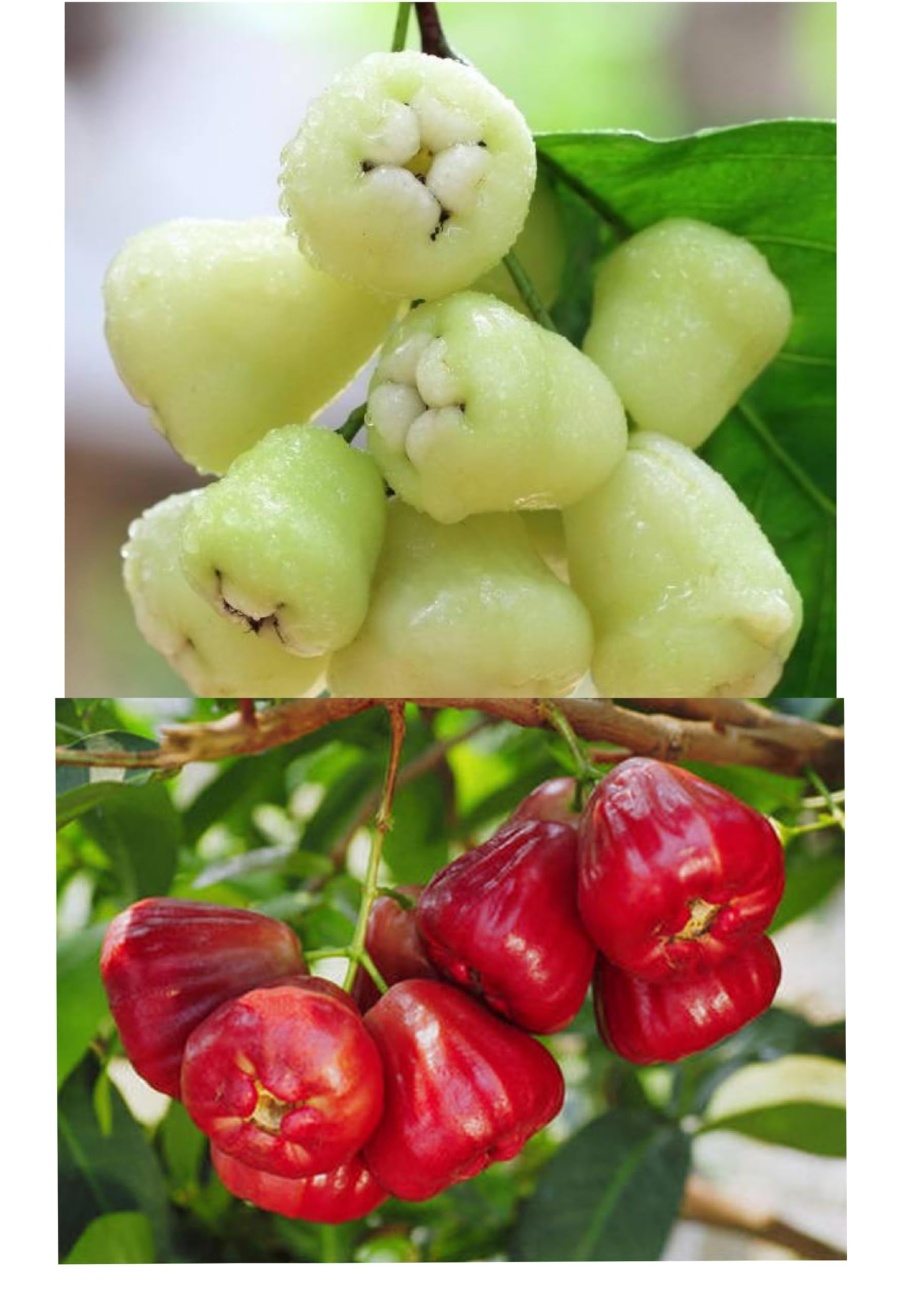 2 COMBO SWEET FRUIT PLANT 1 RED WATER APPLE/1 WHITE WATER APPLE FRUIT PLANT HYBRID GRAFTING OUTDOOR GARDEN LIVE ORGANIC TREE