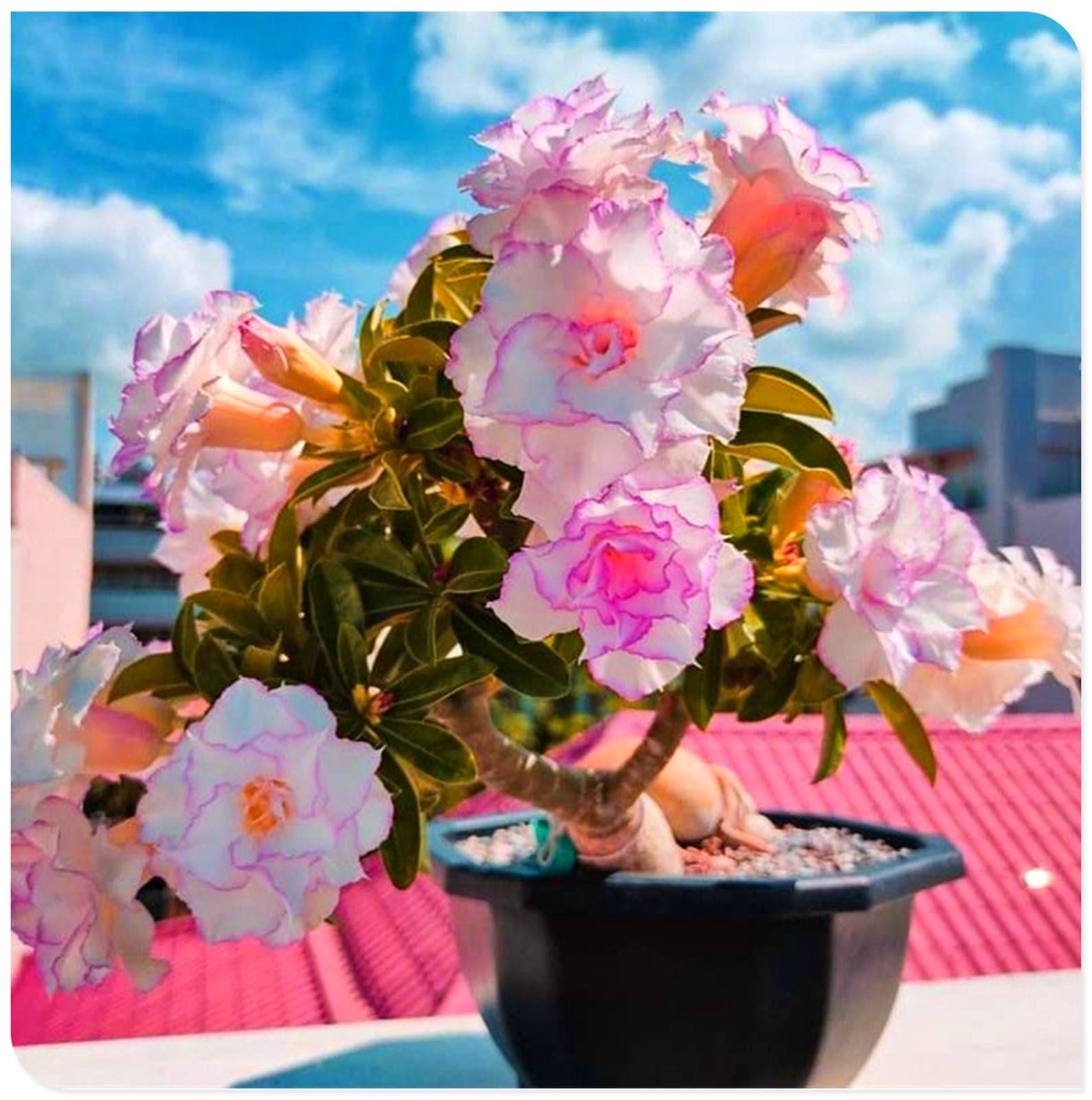 Sottile-Naturale-Rizoma di rosa del deserto -Robusta-Rosa del Deserto Rara-Compatta-Elegante-4 Bulbi-D