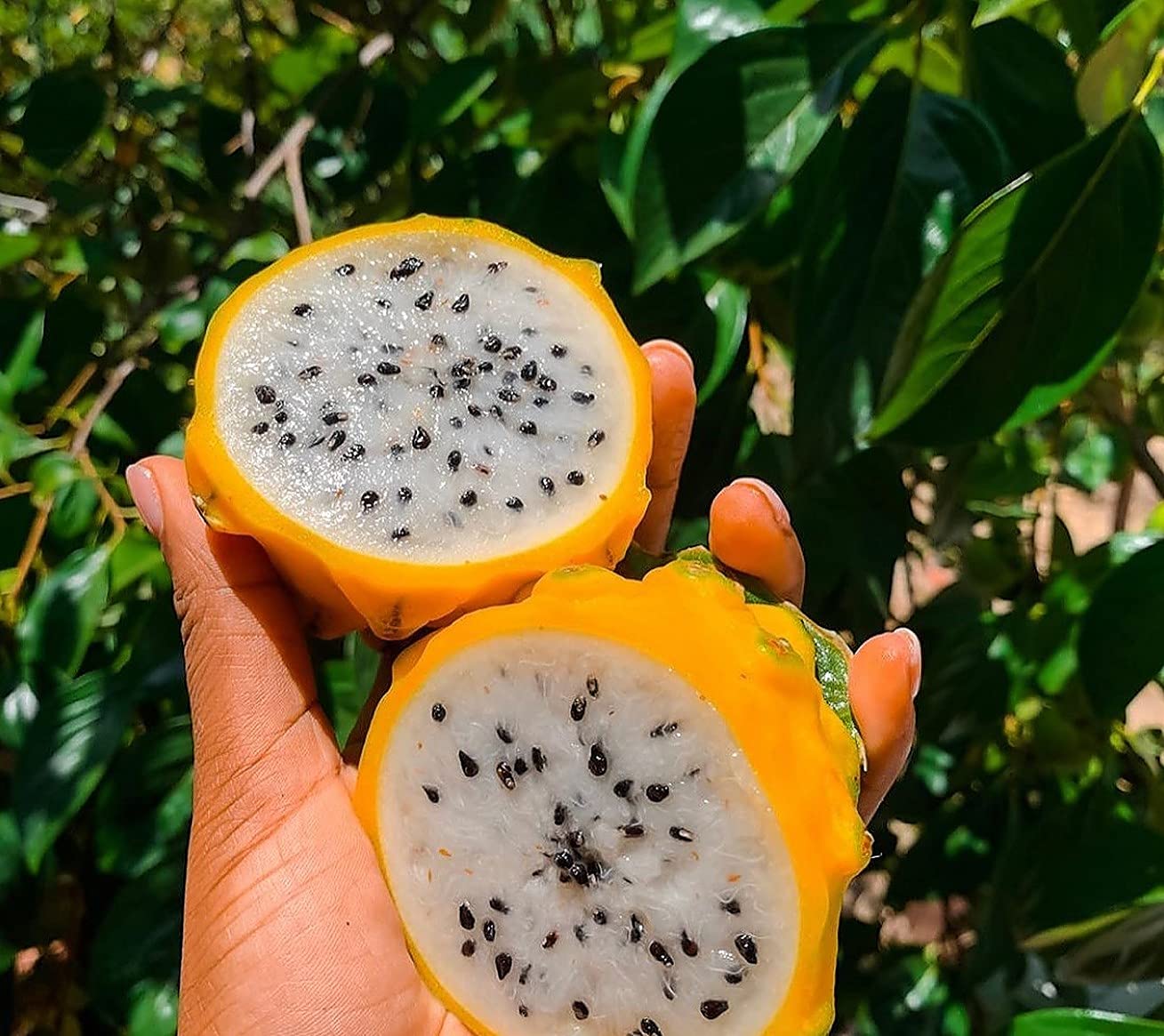 Yellow Dragon Fruit LIMITED] Yellow Dragon Fruit. Pitaya. Buah Naga