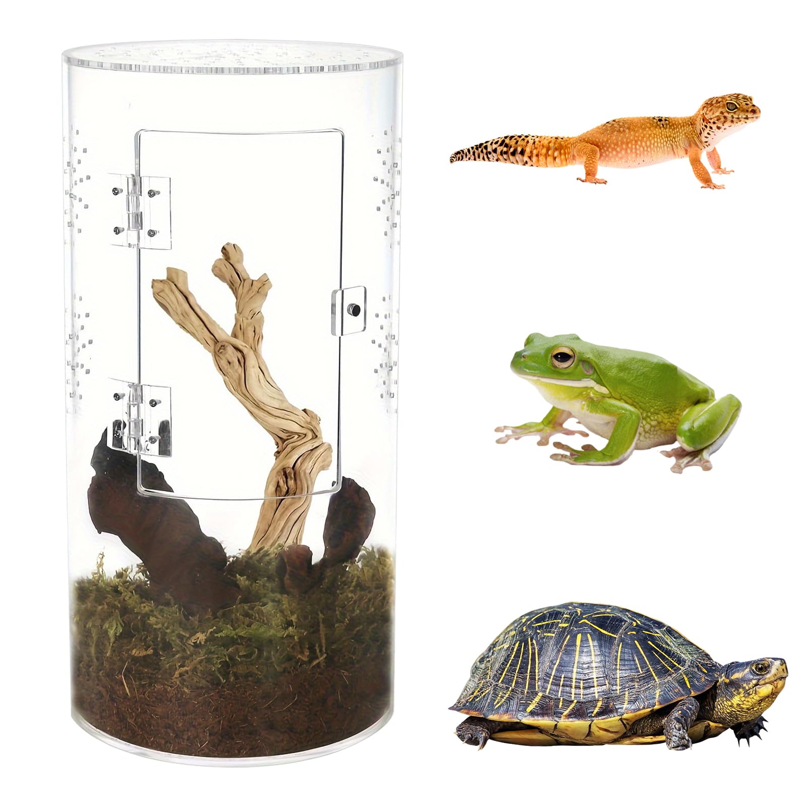 terrariums reptiles