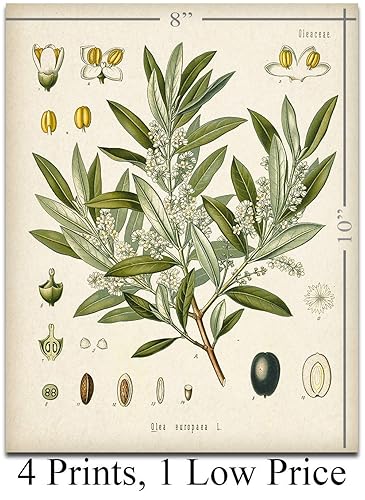 Miniatura 4 de Kitchen Botanicals Illustrations - Set of 4 8x10 Unframed Art Prints - Great Kitchen and Dining Room Decor and Gift for Gardeners Under $15