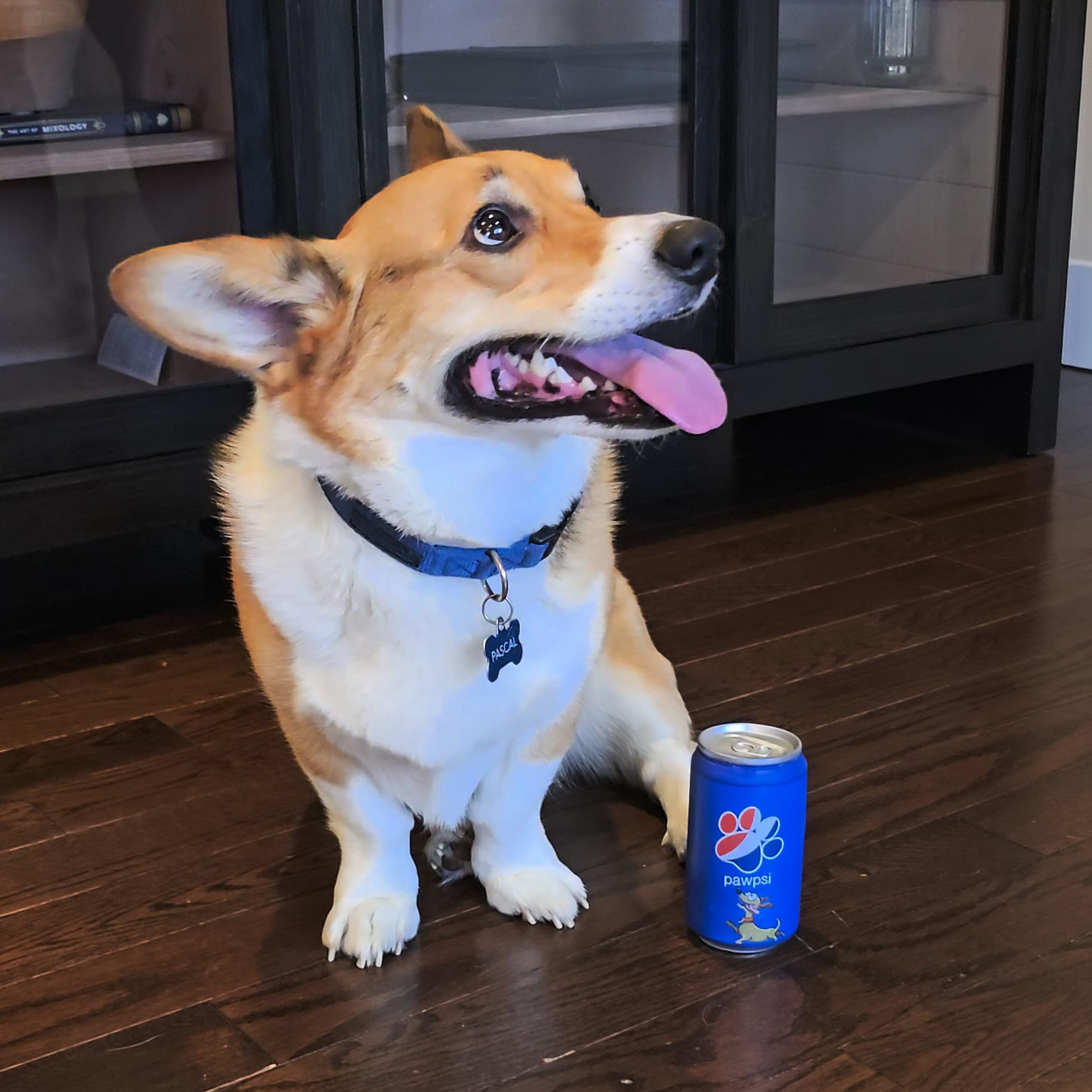 Amazon.com: SPOT Fun Drink Pawpsi Can – Durable Vinyl Squeaky Toy