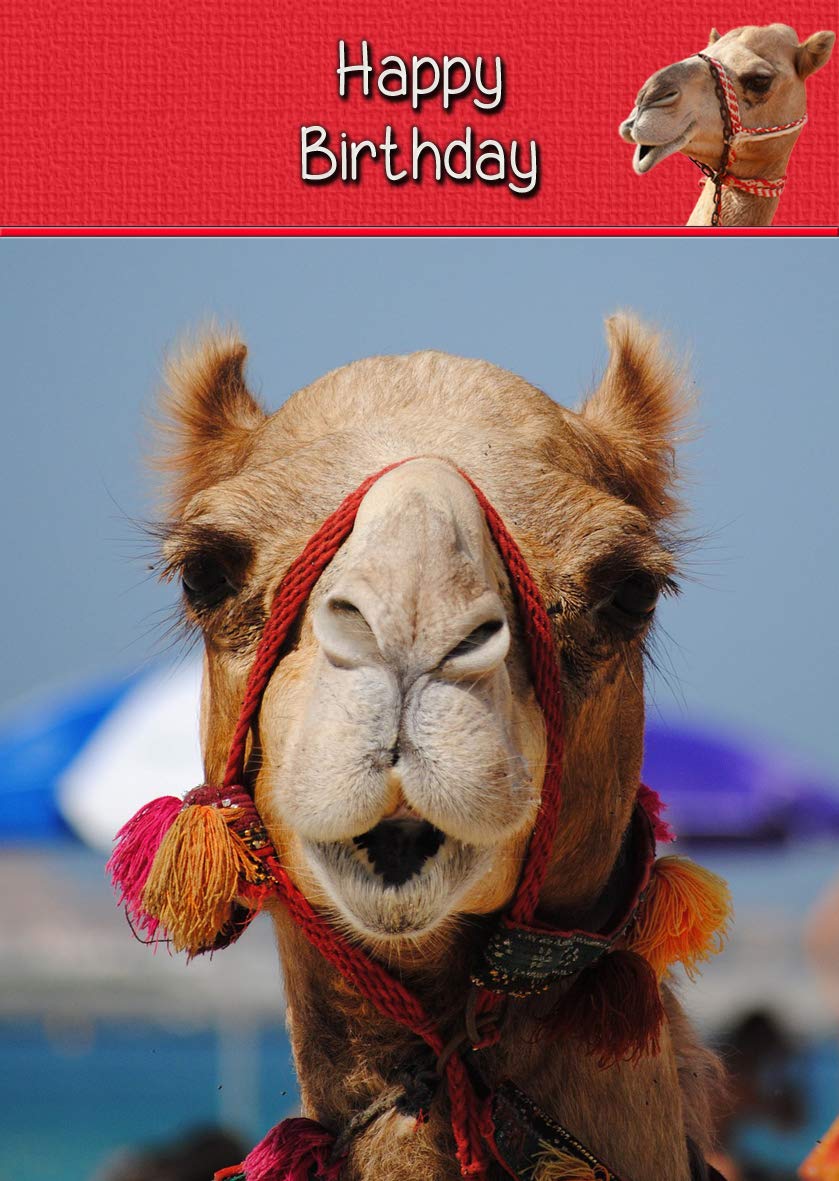 Camel Birthday Card : Amazon.co.uk: Stationery & Office Supplies