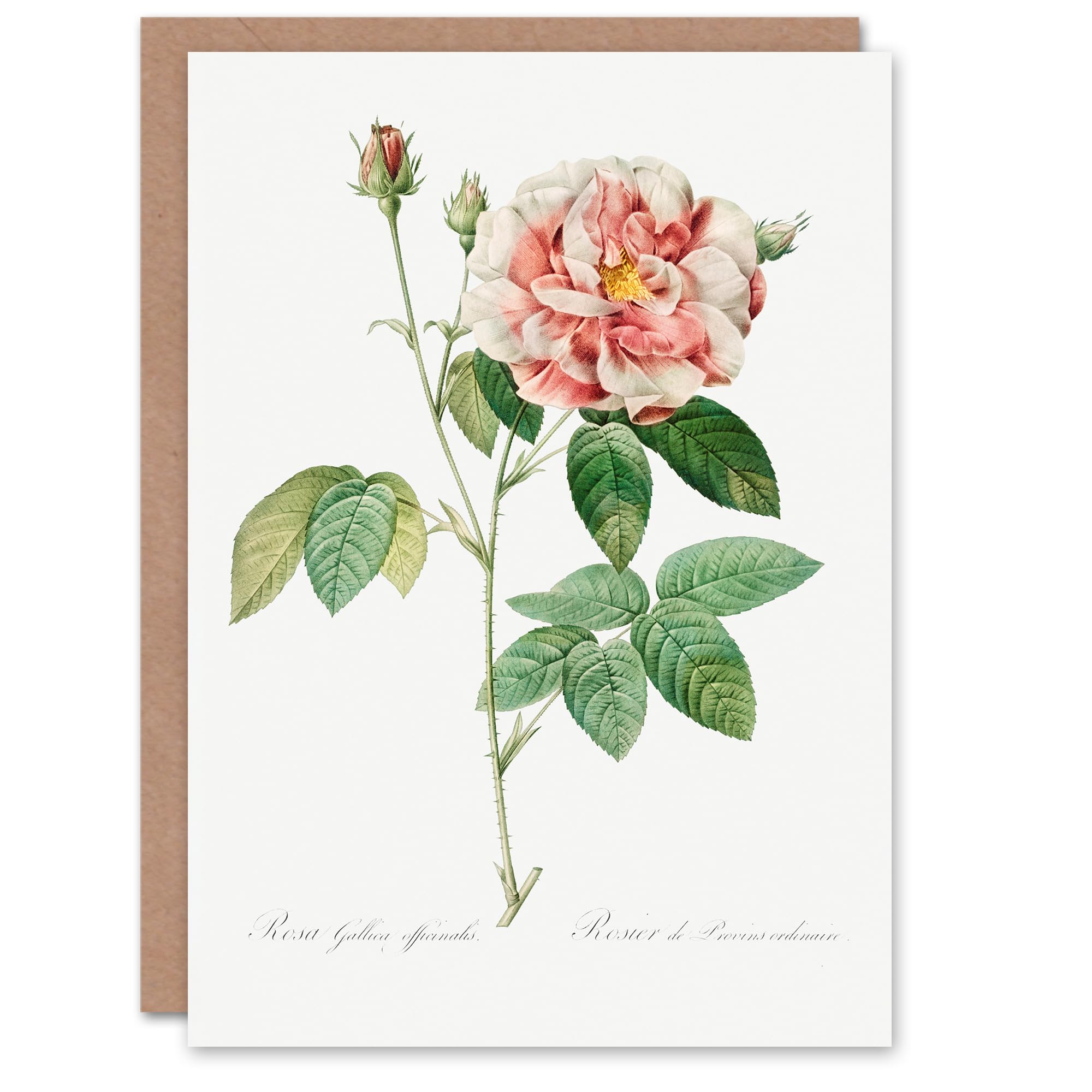 Artery8 Pierre-Joseph Redouté Art Card Rosa Gallica Giant Rose Vintage Floral