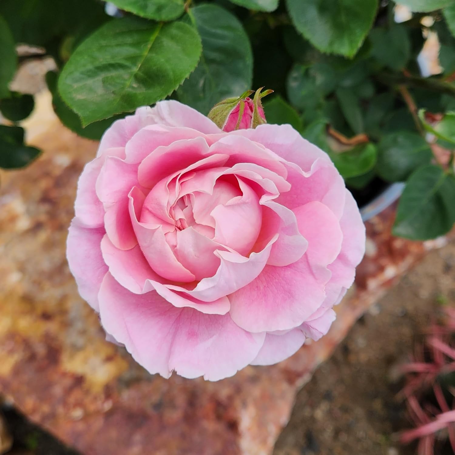 True Bloom 'True Perfume' Pink Rose Bush, Live Roses & Rose Bushes Ready to Plant, Rose Plant Gift for Plant Lovers, Garden Roses Live Plants, Potted Rose Plants Live Outdoor Plants by Plants for Pets