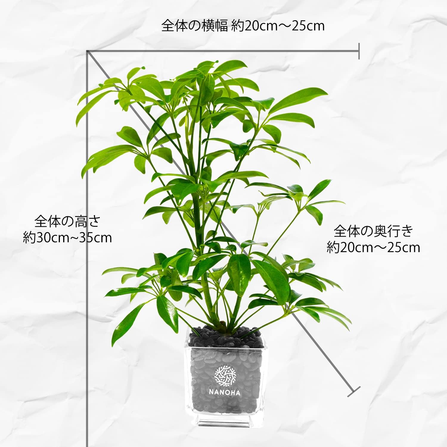 最大74 オフ シェフレラ カポック 黒砂利 土を使っておらず衛生的 観葉植物 おしゃれ 清潔感 本物 ミニ インテリア 花言葉 誠実 素直 Inter Altitude Co Th