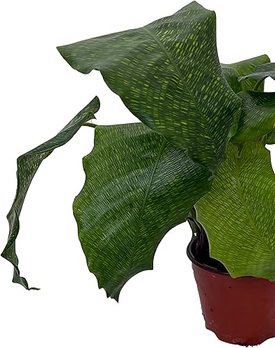 Miniatura 2 de Planta de oración de mosaico raro - Red Calathea - Calathea mosaicca - Maceta de 4"