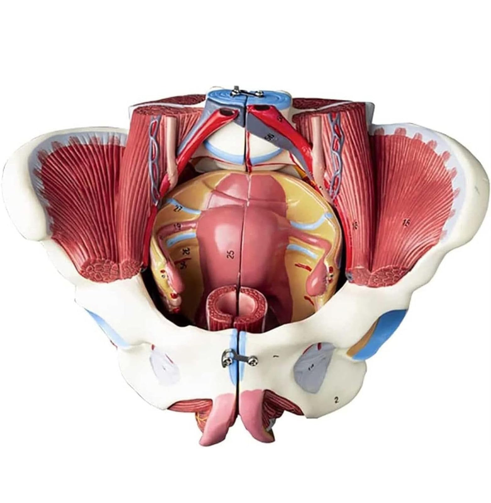 YNIYUJKL Human Female Pelvis Model With Pelvic Floor Muscles, Life Size, 4 Parts, Educational Tool For Teaching Physiology, Removable Organs, Vessels, And Nerves