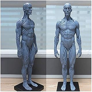 Anatomy Model, Male Anatomy Figure Model - Human Skeleton Anatomical Painting Model - 30Cm Human Anatomical Muscle Bone Model - for Medical Artist Drawing Study (PU Material) for Medical Dem