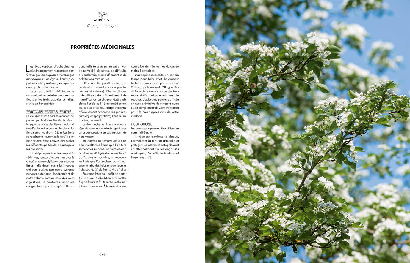 Les bienfaits des arbres: Reconnaître, récolter, cuisiner et se soigner