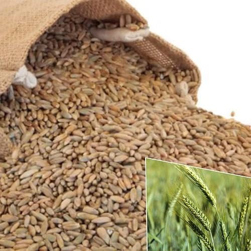 500 semillas de centeno de invierno en exteriores