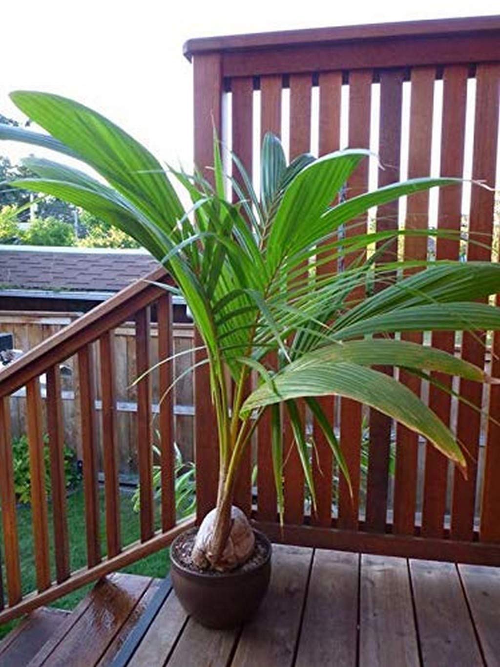 See full amazon price history chart for Creative Farmer Rare Exotic Coconut Live Plant - Dwarf Coconut 18Th Patta Sprouted Seed Kerala Coconut Tree Seed 1 Qty (PLANT-25-COCONUT#A102ll@) Creative Farmer Rare Exotic Coconut Live Plant - Dwarf Coconut 18Th Patta Sprouted Seed Kerala Coconut Tree Seed 1 Qty (PLANT-25-COCONUT#A102ll@) (B08Q8KZGLB) Amazon Price History, Amazon Price Tracker
