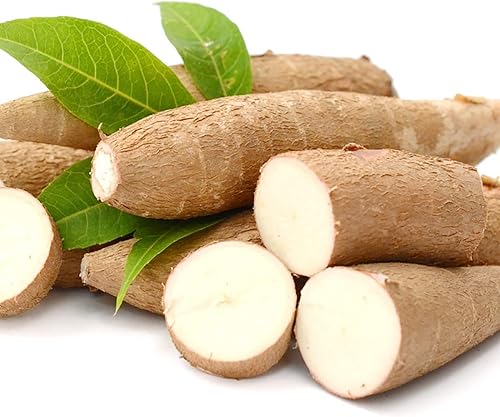 Miniatura 4 de YEGAOL Garden - Semillas de yuca Manihot Esculenta perennes ornamentales sin OMG, tolerantes a la sequía, comestibles para cocinar al aire libre, 5