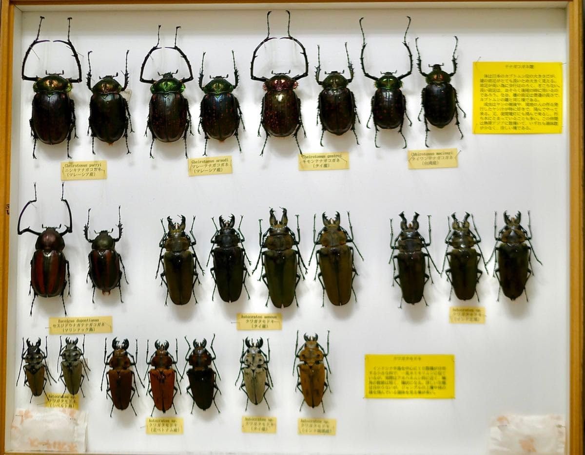 2025年最新】Yahoo!オークション -ドイツ標本箱の中古品・新品・未使用