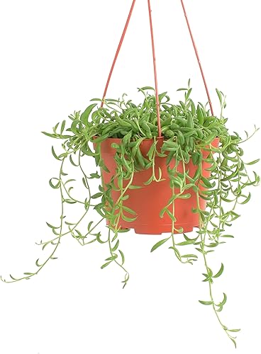 Miniatura 4 de Shop Succulents  Colección String of Succulents  Cadena de plátanos vivos para exterioresinteriores  Totalmente arraigada en el suelo