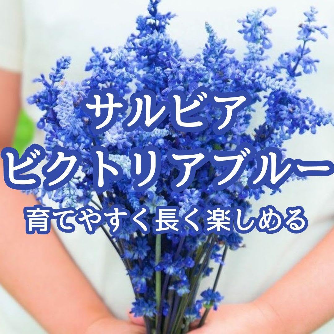 Amazon.co.jp: お花の種サルビアビクトリアブルー 種子 約30粒！宿根草