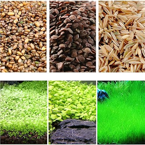 3 Bags Aquarium Plant S.e.e.ds, not Artificial Plastic Plant, Fish