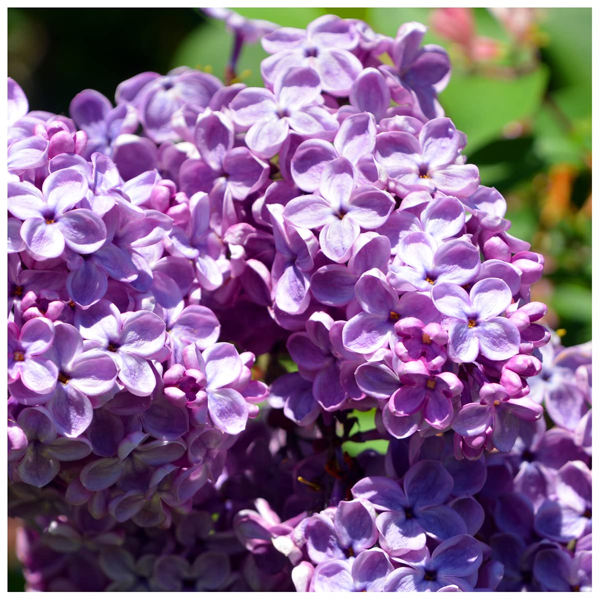 Syringa Vulgaris/Common Lilac Tree in 1L Pot, Fragant Purple Flowers 3fatpigsĀ®