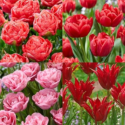 Amazon チューリップ 球根 八重咲cセット 4種24球 各6球 国華園 22年秋商品 球根