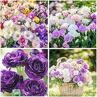 Vista 3 de 1000+Mixed Lisianthus Seeds for Planting-Lisianthus Thornless Roses Seeds