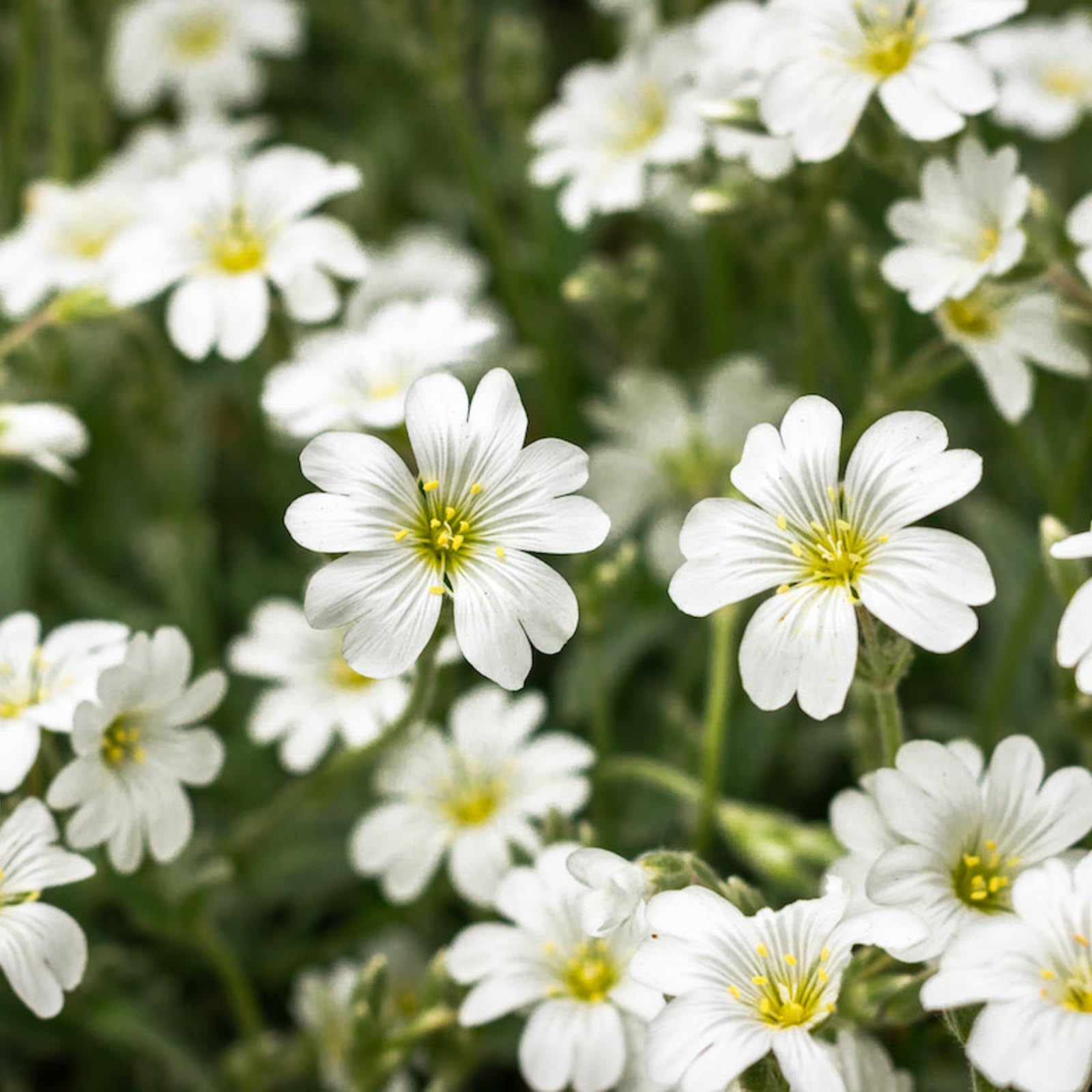 Carbeth Plants - Snow in Summer in 1L Pot (2)