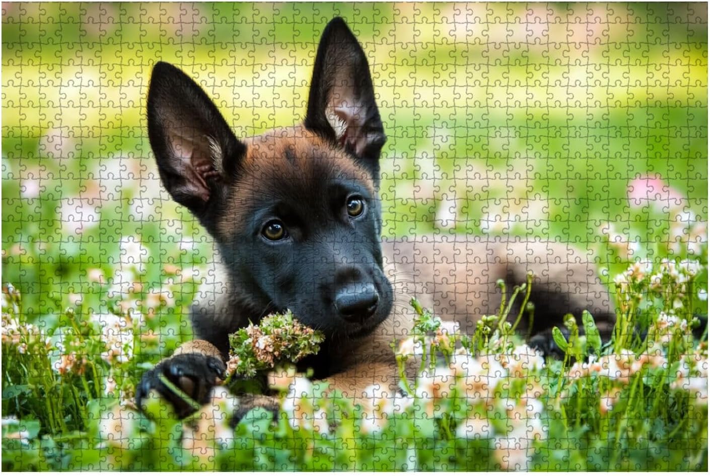 Jigsaw Puzzles 1000 Pieces for Adult Portrait Young Happy Belgian Shepherd Dog Malinois Posing Outdoors Puzzle Game for Family Wooden Puzzle Toy Educational Games Puzzles for Home Decor